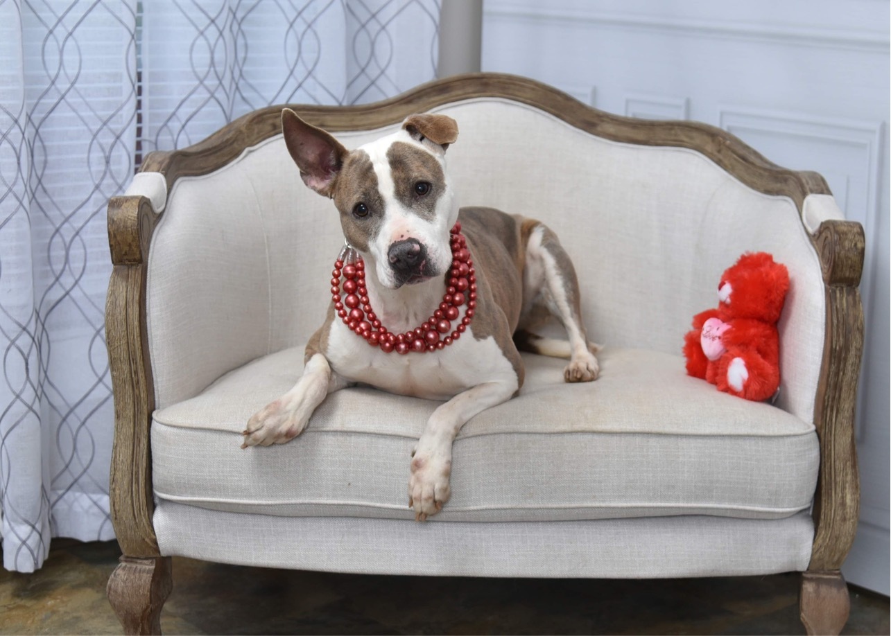 Enlarge Sally, a Adoptable mixed breed in Bolivar, TN image 11/12