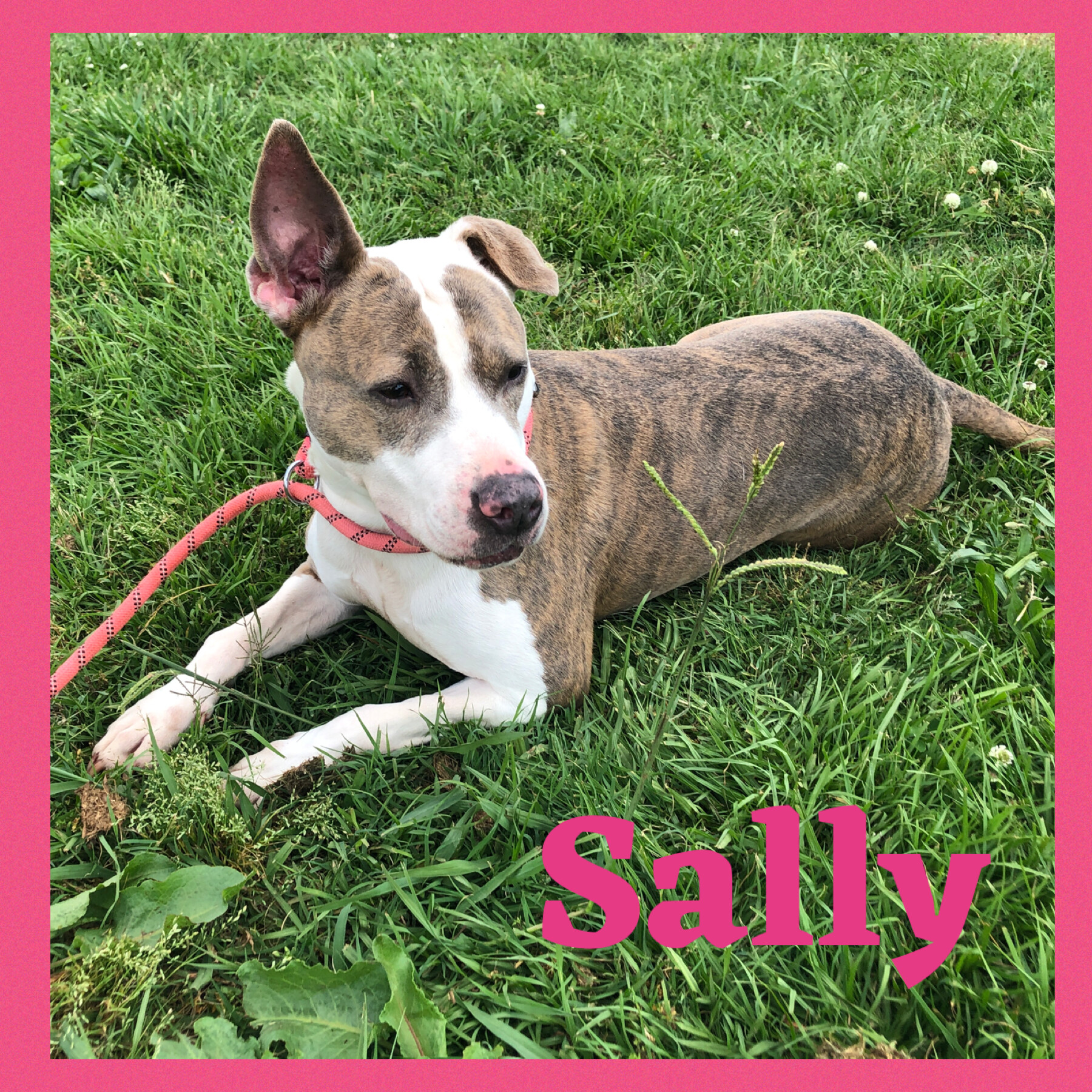 Enlarge Sally, a Adoptable mixed breed in Bolivar, TN image 12/12