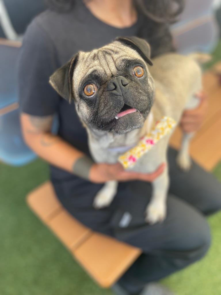 Jabba *bonded to Yoda* / Yoda *bonded to Jabba*, Adoptable, Adult Male Pug.