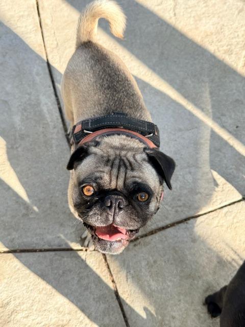 Jabba *bonded to Yoda* / Yoda *bonded to Jabba*, Adoptable, Adult Male Pug.