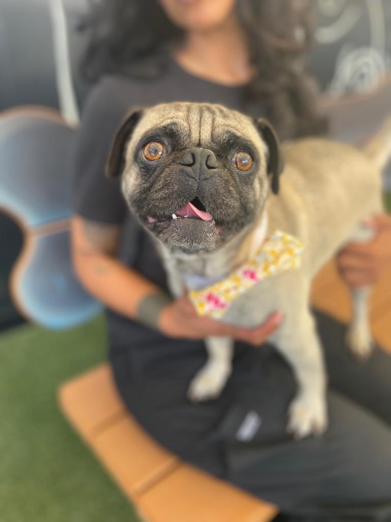 Enlarge Jabba *bonded to Yoda* / Yoda *bonded to Jabba*, a Adoptable Pug in Gardena, CA image 5/6