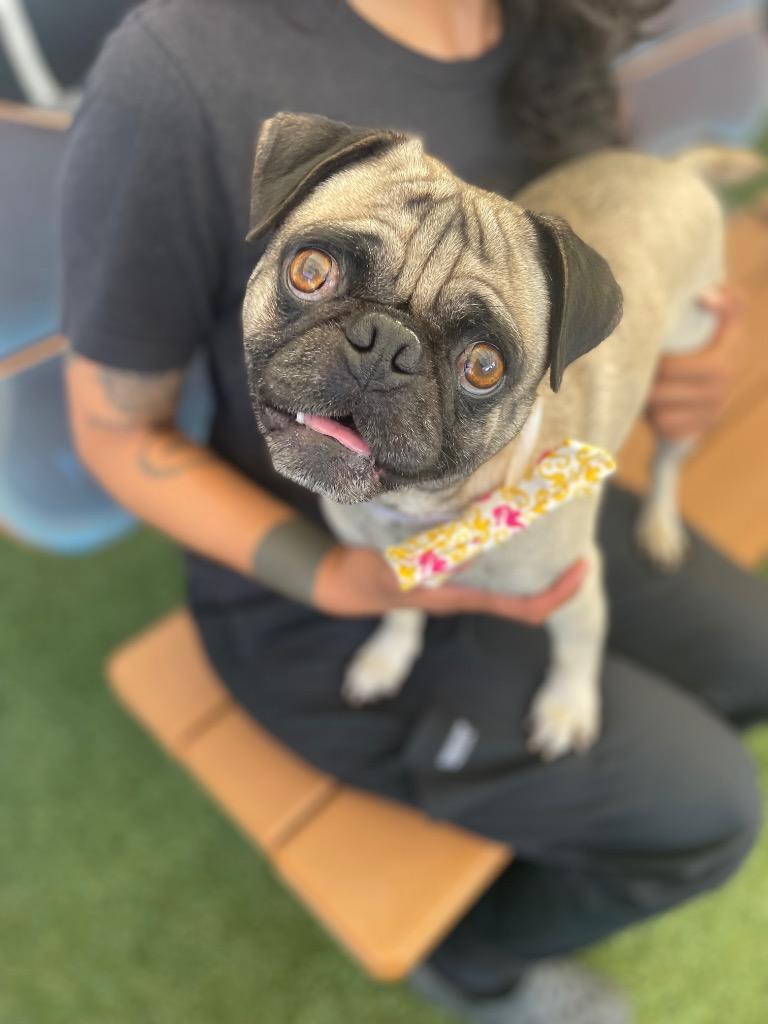 Enlarge Jabba *bonded to Yoda* / Yoda *bonded to Jabba*, a Adoptable Pug in Gardena, CA image 6/6
