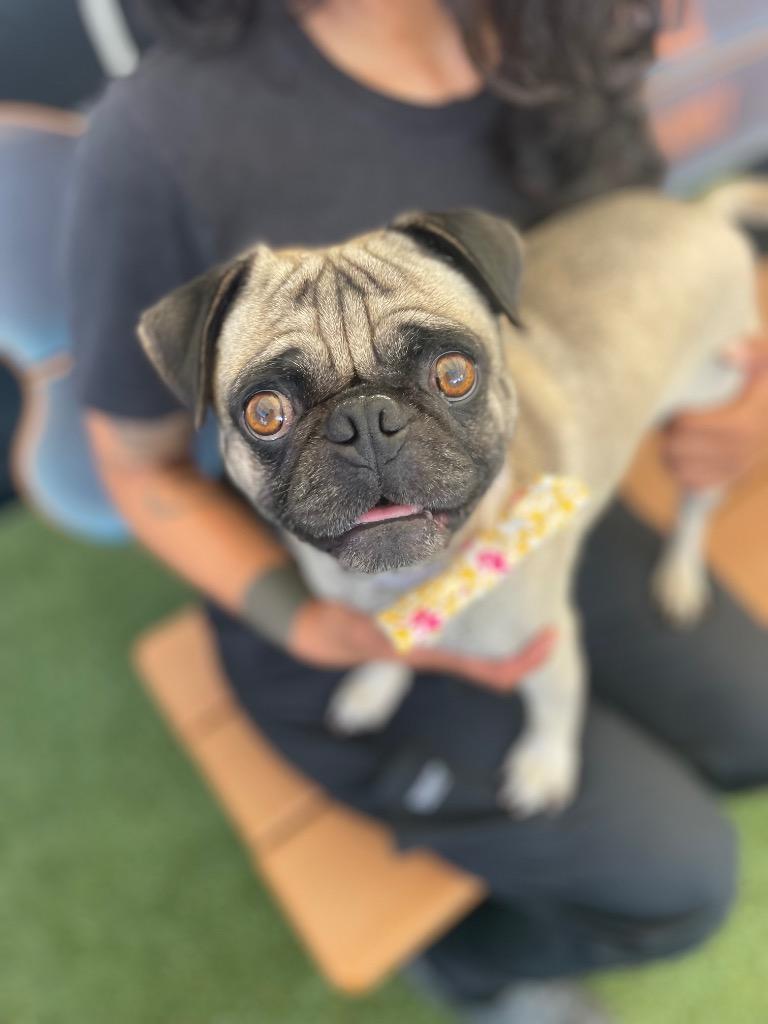 Enlarge Jabba *bonded to Yoda* / Yoda *bonded to Jabba*, a Adoptable Pug in Gardena, CA image 4/6
