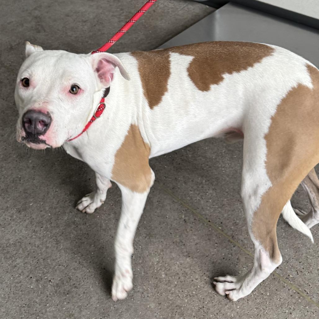 Enlarge Keef, a Adoptable Mixed Breed in Las Cruces, NM image 1/6