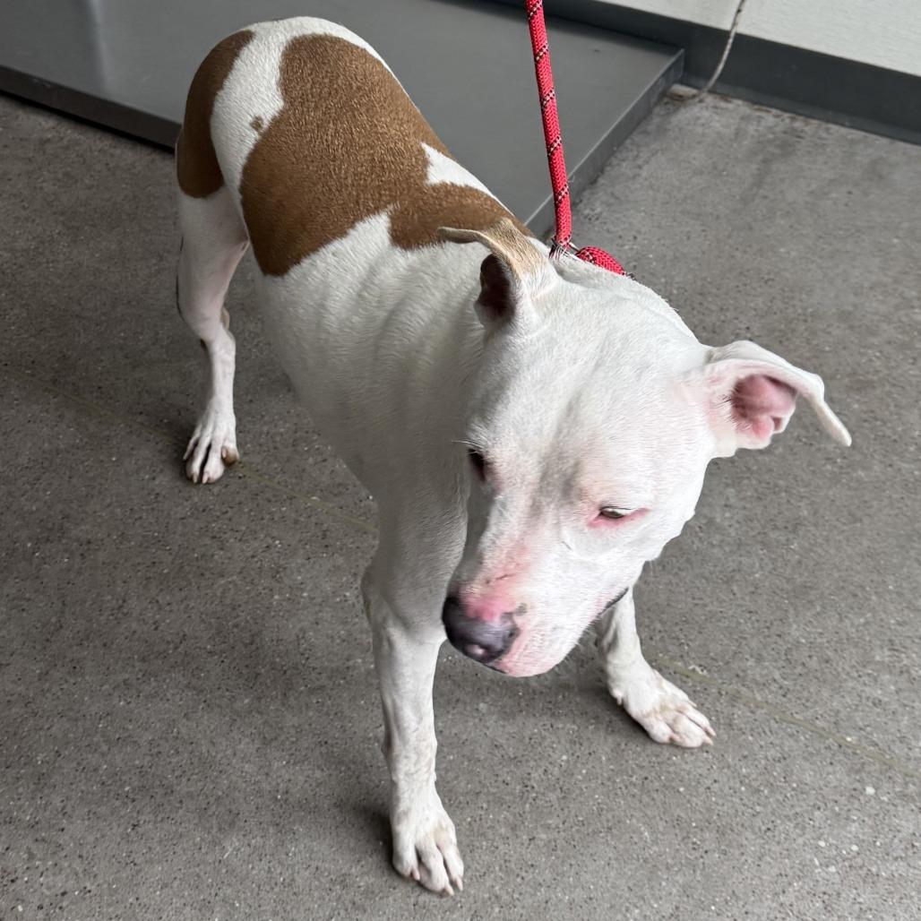 Enlarge Keef, a Adoptable Mixed Breed in Las Cruces, NM image 2/6