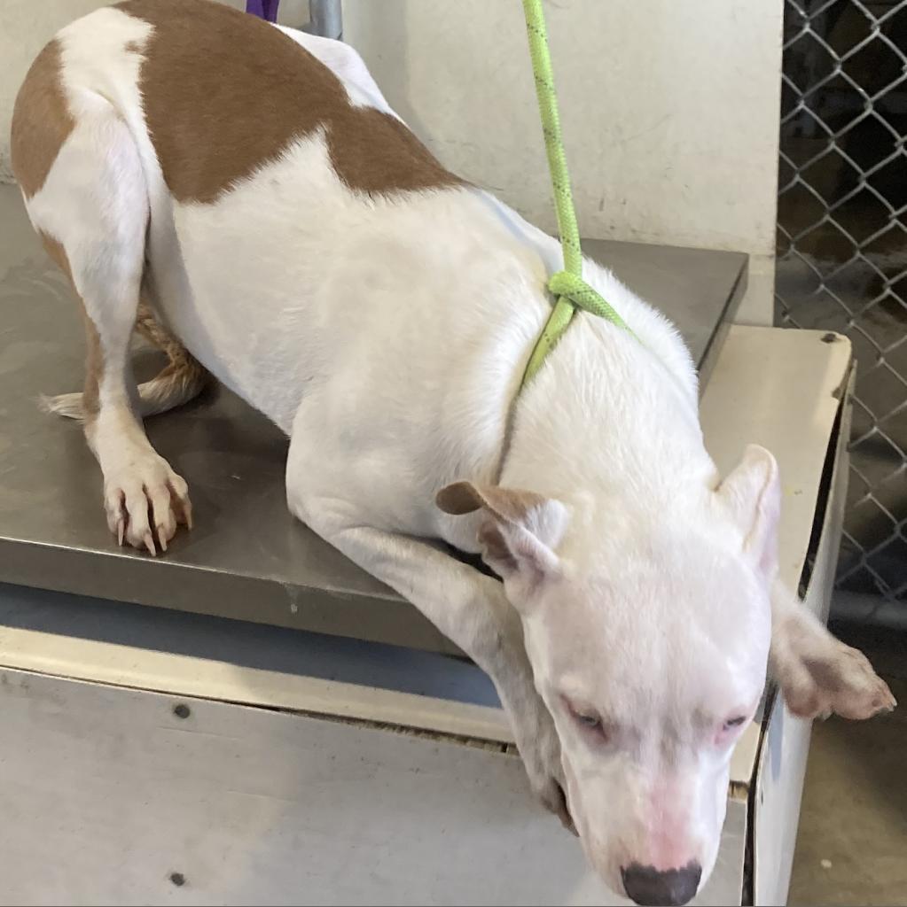Enlarge Keef, a Adoptable Mixed Breed in Las Cruces, NM image 3/6