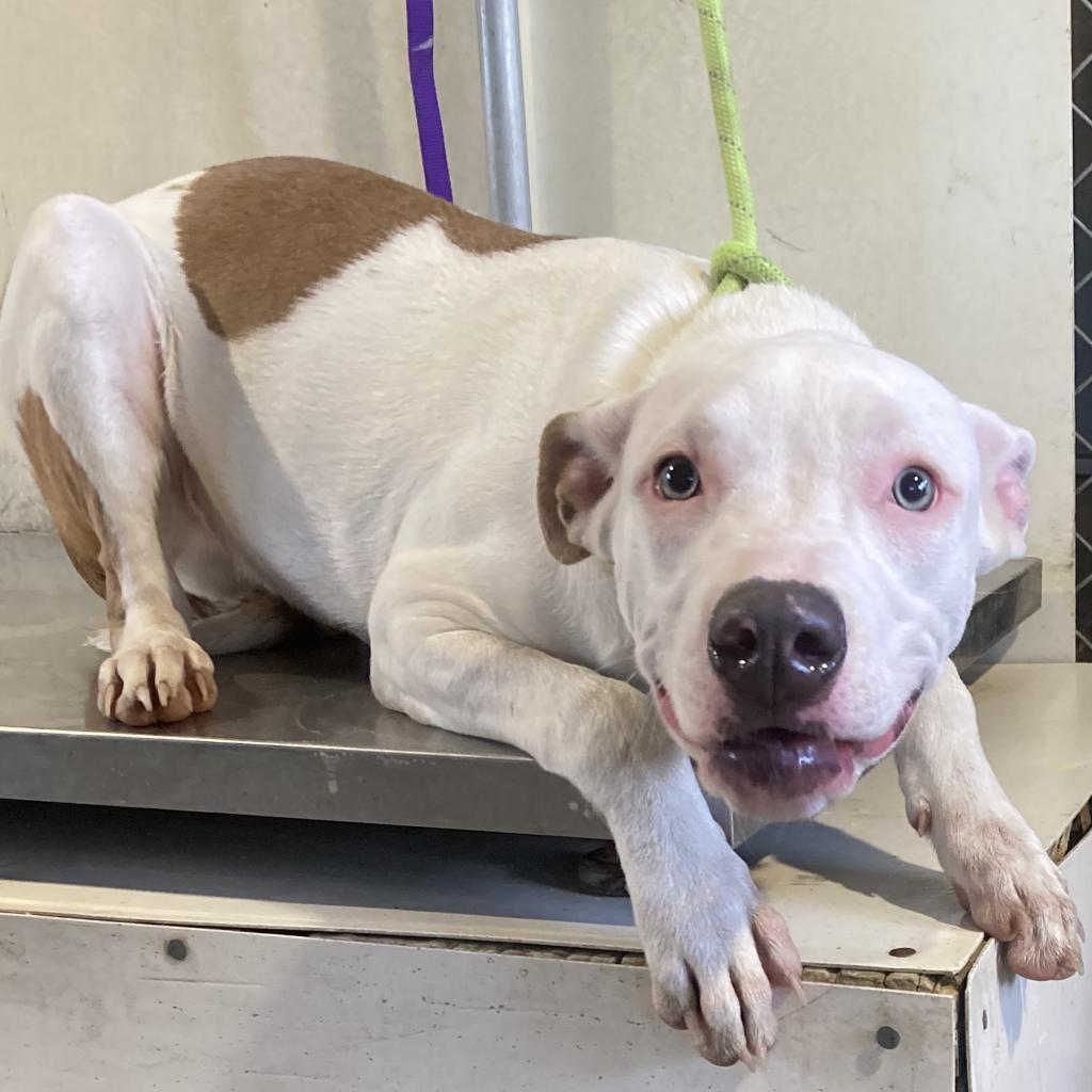 Enlarge Keef, a Adoptable Mixed Breed in Las Cruces, NM image 4/6