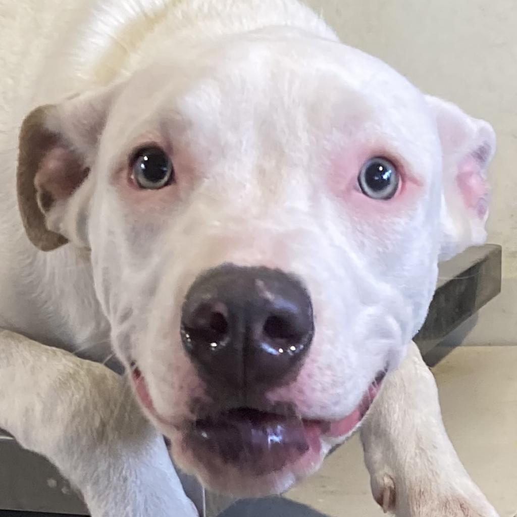 Enlarge Keef, a Adoptable Mixed Breed in Las Cruces, NM image 5/6