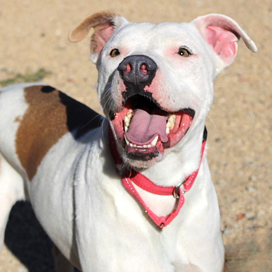 Enlarge Keef, a Adoptable Mixed Breed in Las Cruces, NM image 6/6