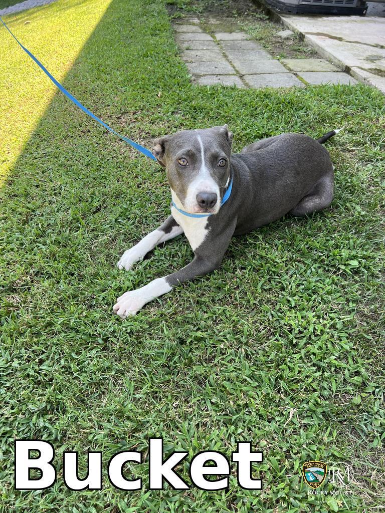 Bucket, Adoptable, Puppy Male Pit Bull Terrier.