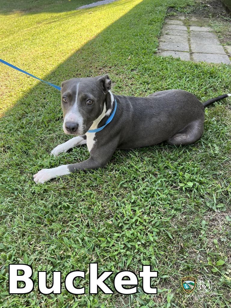 Enlarge Bucket, a Adoptable Pit Bull Terrier in Rocky Mount, NC image 2/2