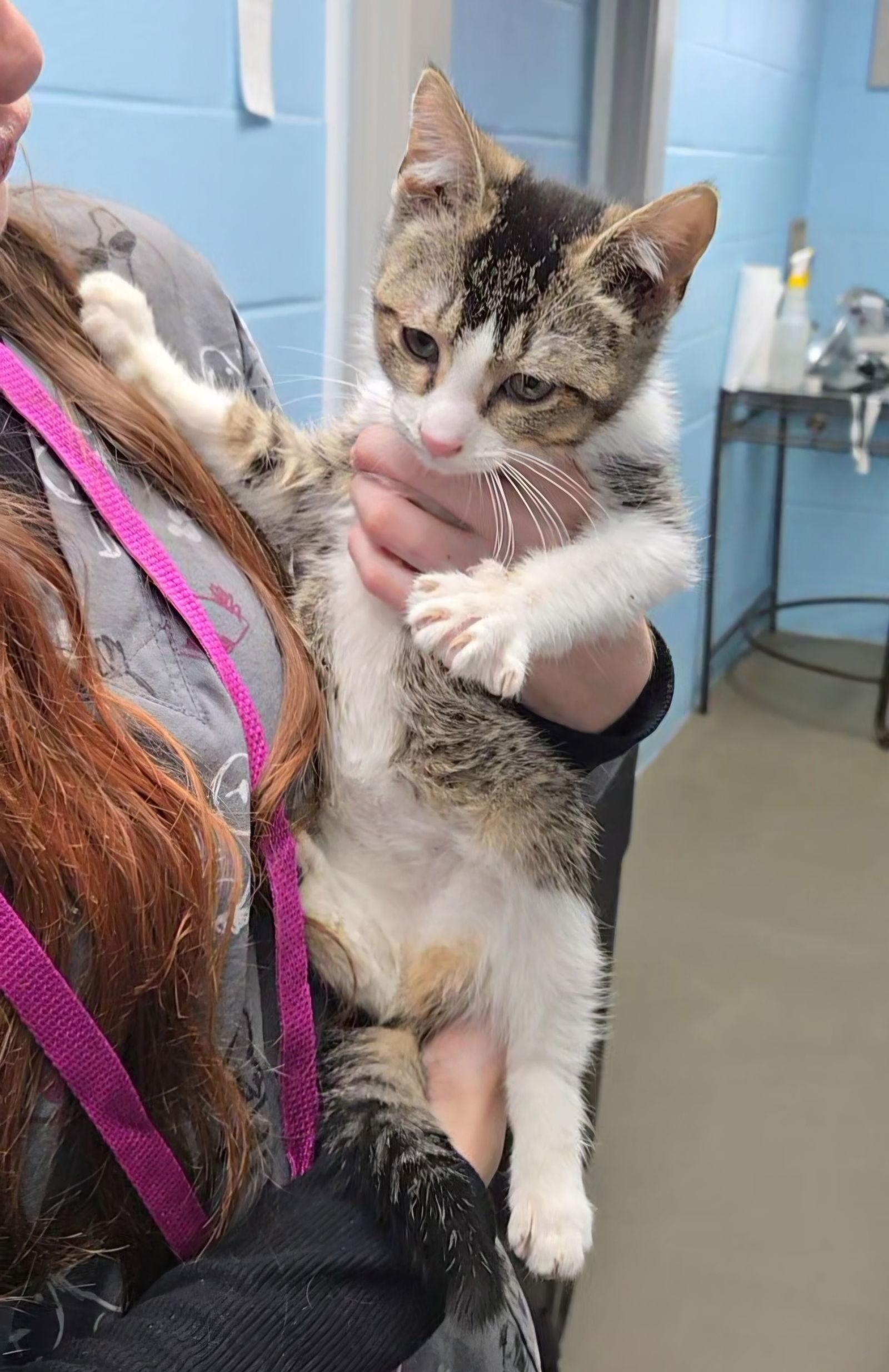 Hampton, Adopted, Young Male Tabby & Domestic Short Hair.