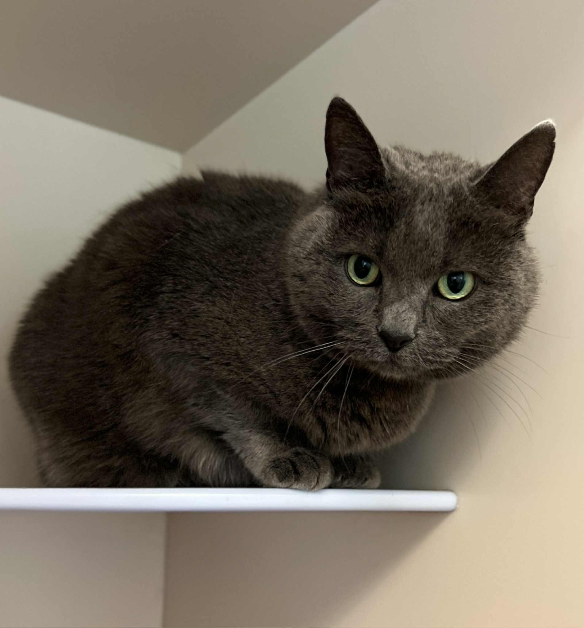 Tippy, Adopted, Adult Female Domestic Short Hair.