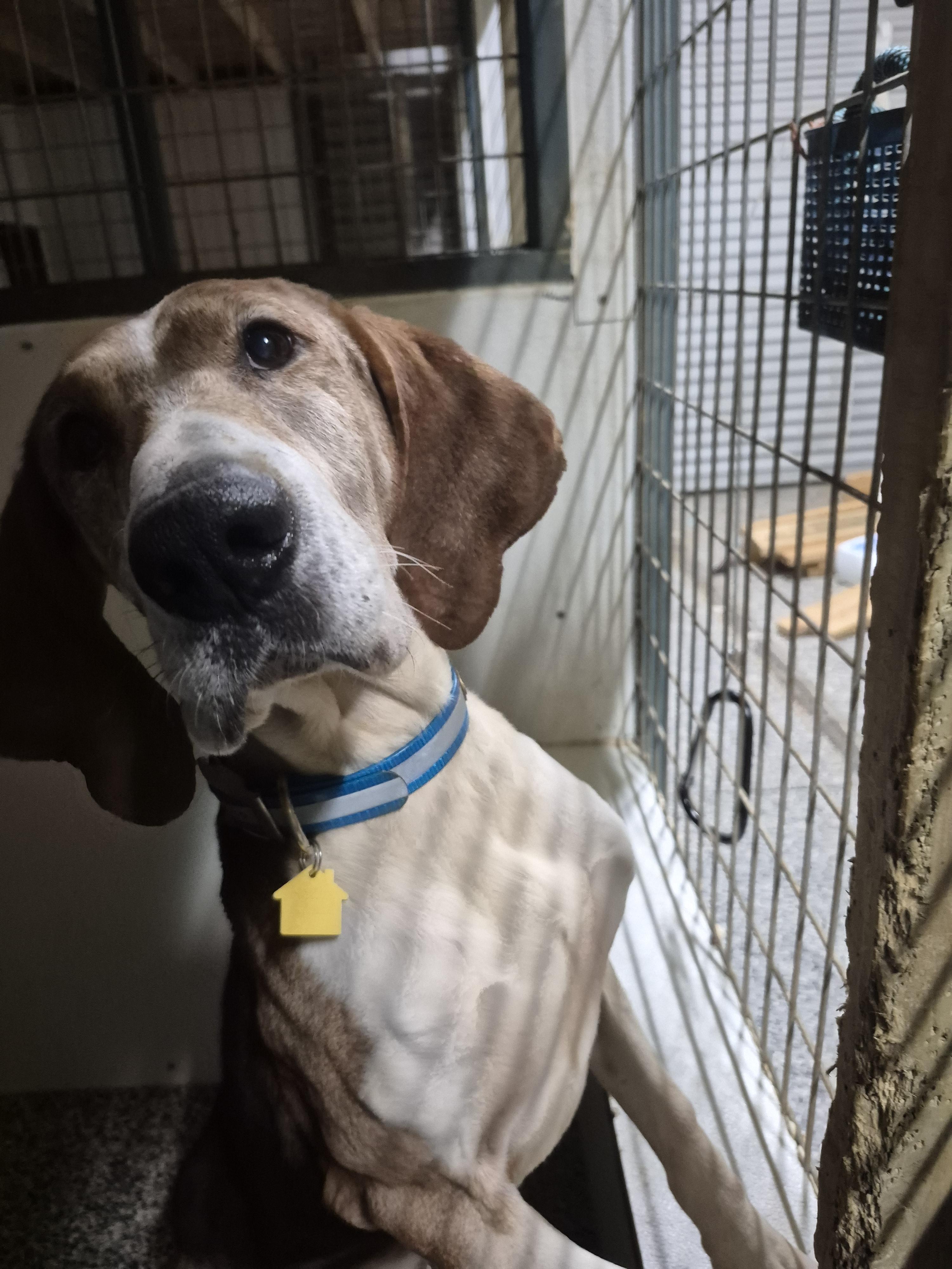 Pappy, a Adoptable Treeing Walker Coonhound in Chesapeake, VA image 2/4