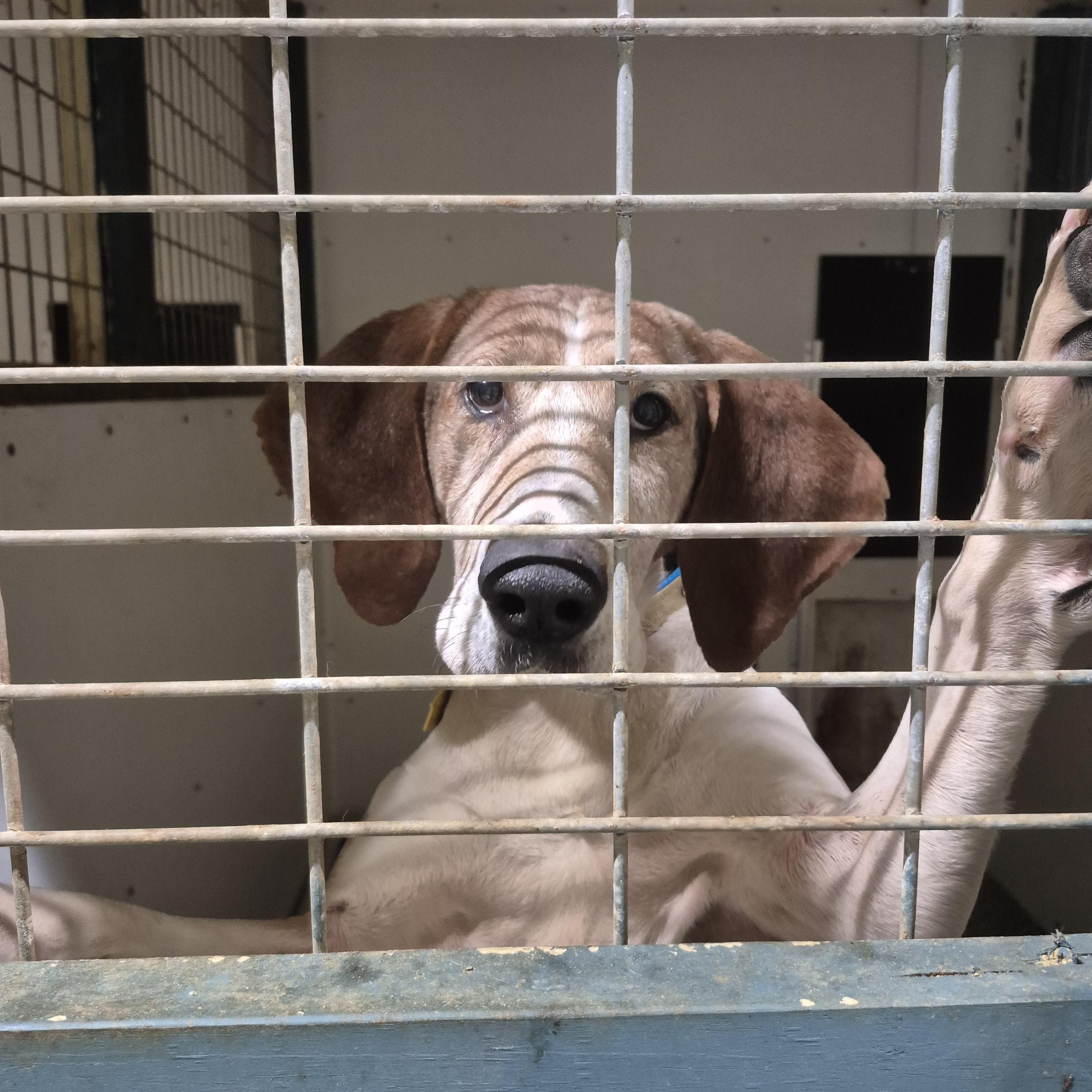 Enlarge Pappy, a Adoptable Treeing Walker Coonhound in Chesapeake, VA image 3/4