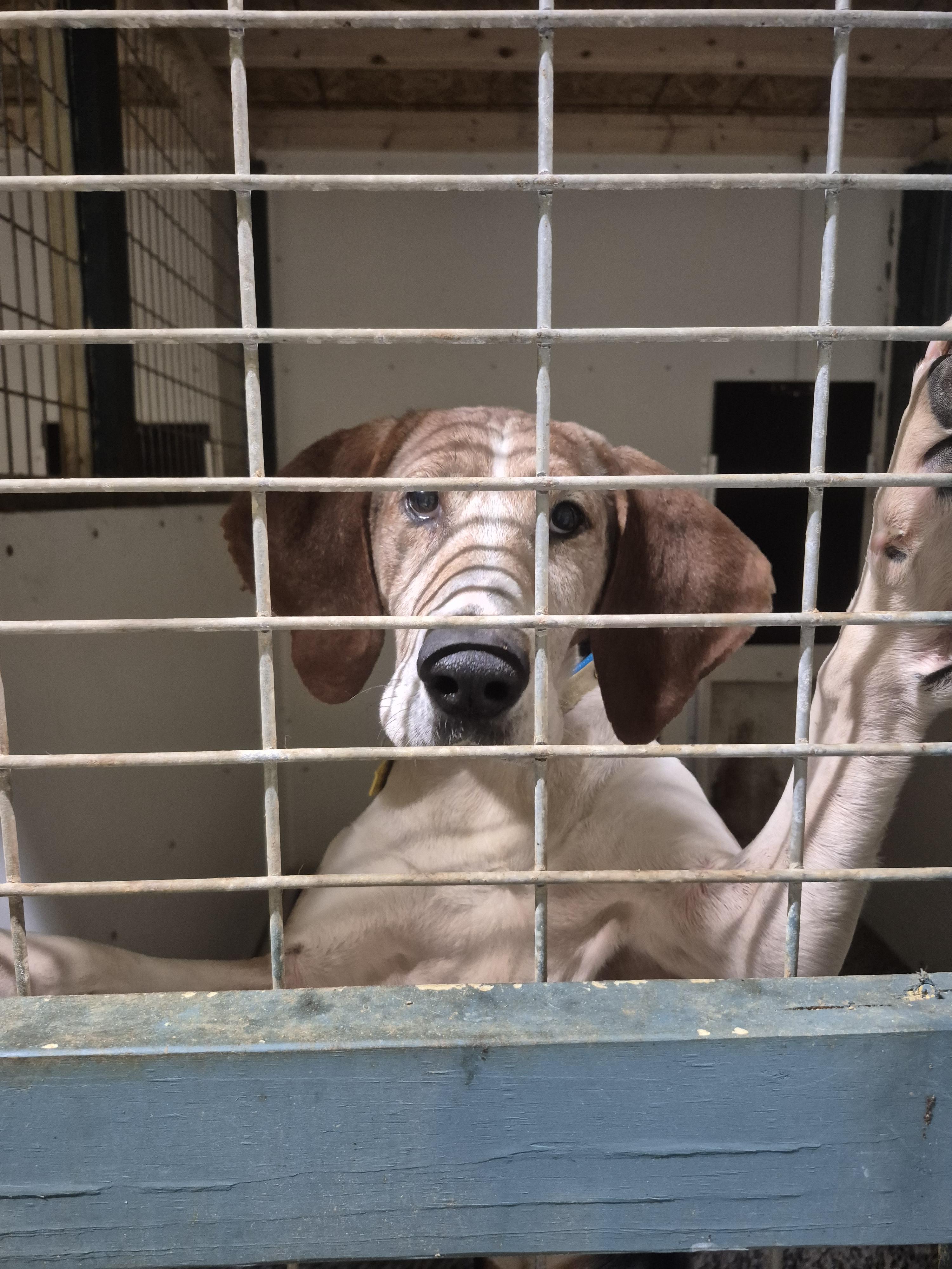 Pappy, a Adoptable Treeing Walker Coonhound in Chesapeake, VA image 3/4