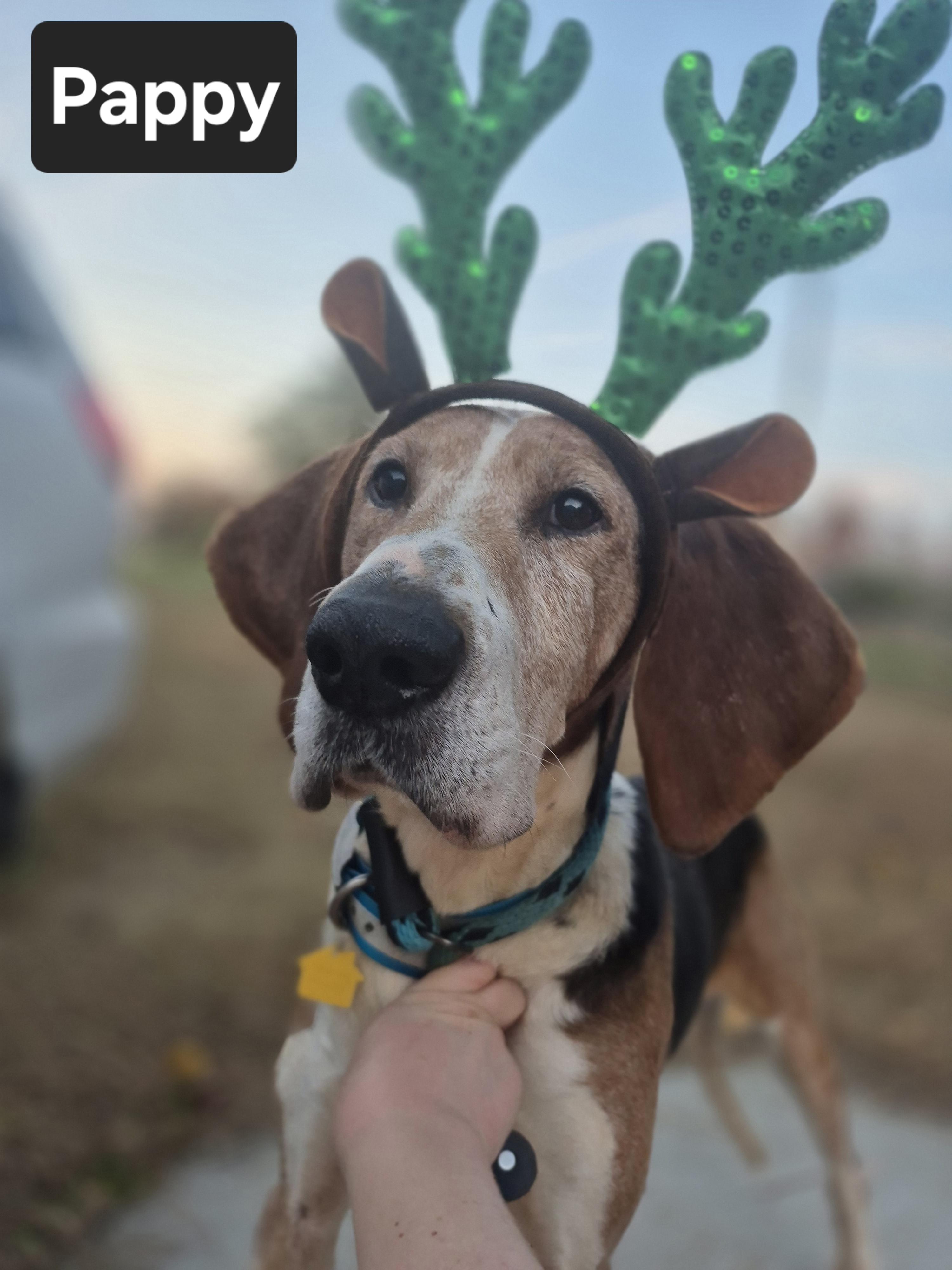 Pappy, Adoptable, Senior Male Treeing Walker Coonhound.