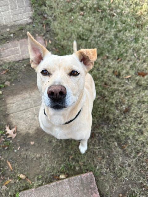 Leia, ADOPTABLE, Adult Female Labrador Retriever.