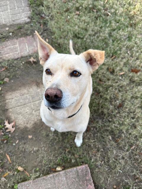 Enlarge Leia, a ADOPTABLE Labrador Retriever in Memphis, TN image 2/6