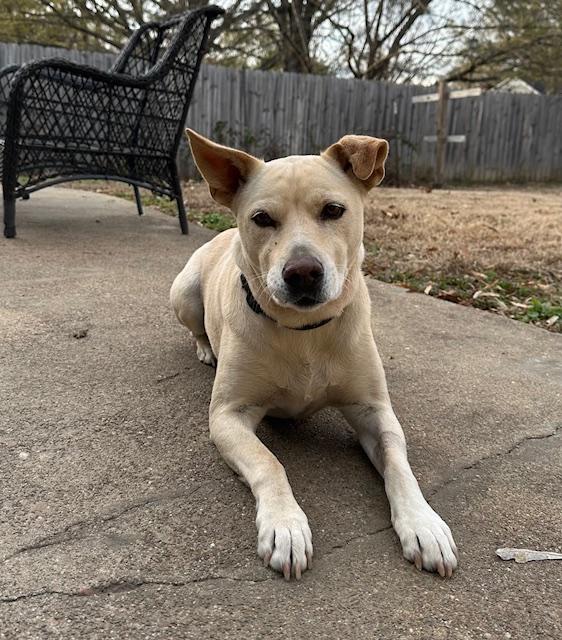 Enlarge Leia, a ADOPTABLE Labrador Retriever in Memphis, TN image 4/6