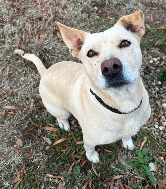 Enlarge Leia, a ADOPTABLE Labrador Retriever in Memphis, TN image 5/6