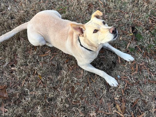 Enlarge Leia, a ADOPTABLE Labrador Retriever in Memphis, TN image 6/6