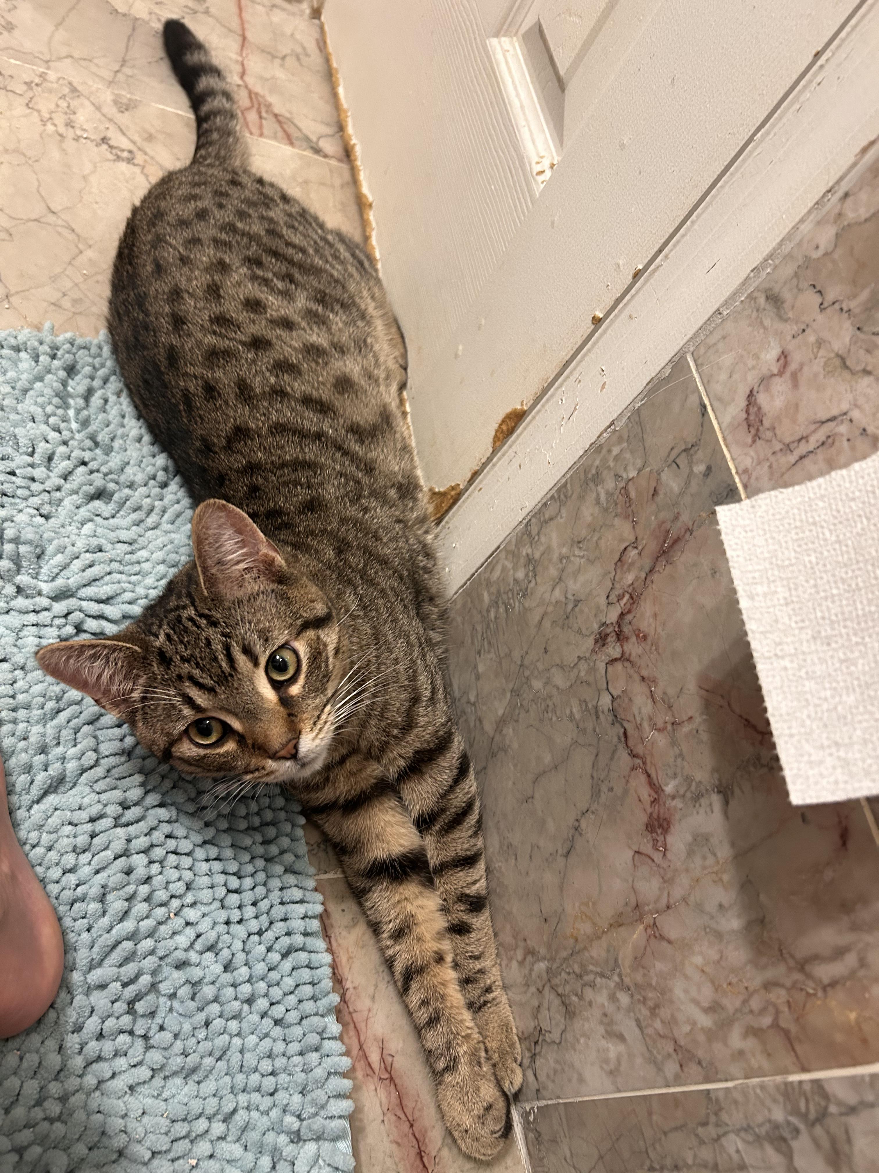 Enlarge Phantom, a ADOPTABLE mixed breed in Flushing, NY image 3/5