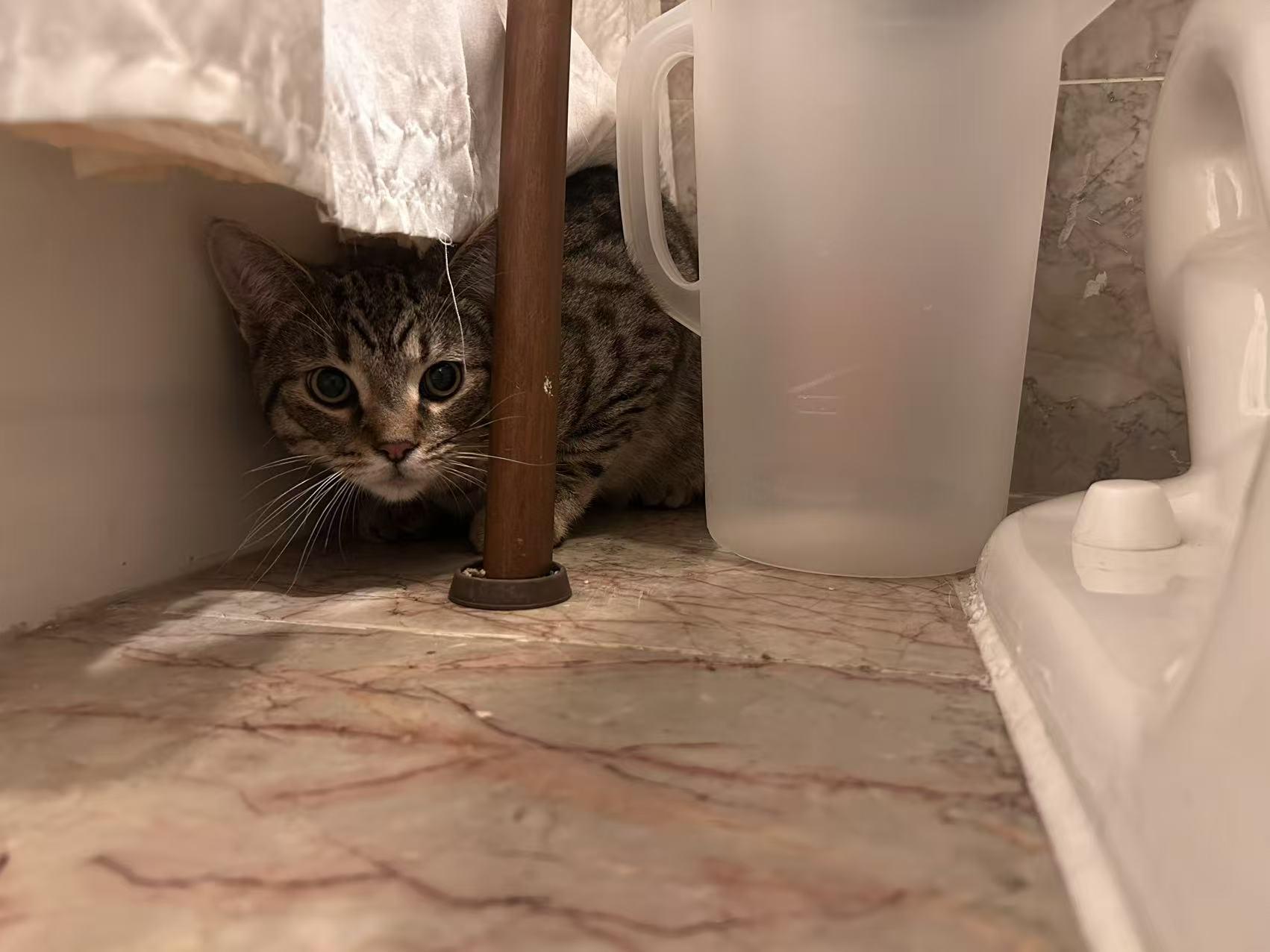 Enlarge Phantom, a ADOPTABLE mixed breed in Flushing, NY image 2/5