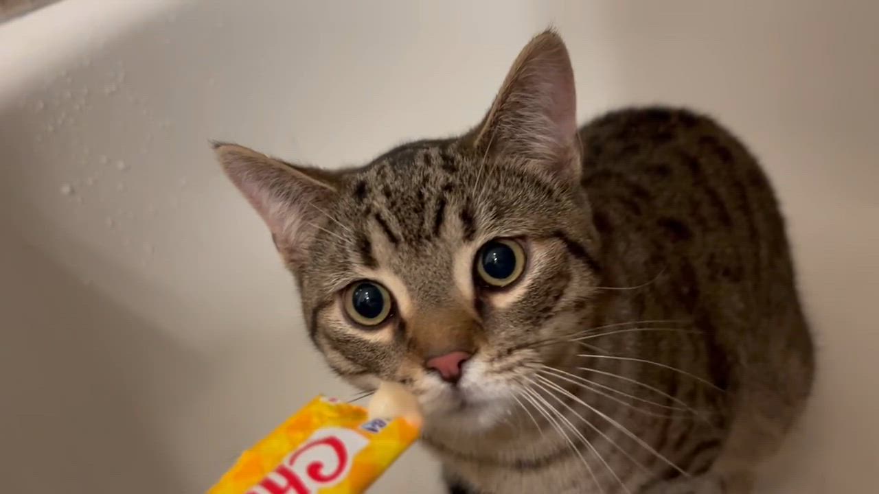 Enlarge Phantom, a ADOPTABLE mixed breed in Flushing, NY video 4/5