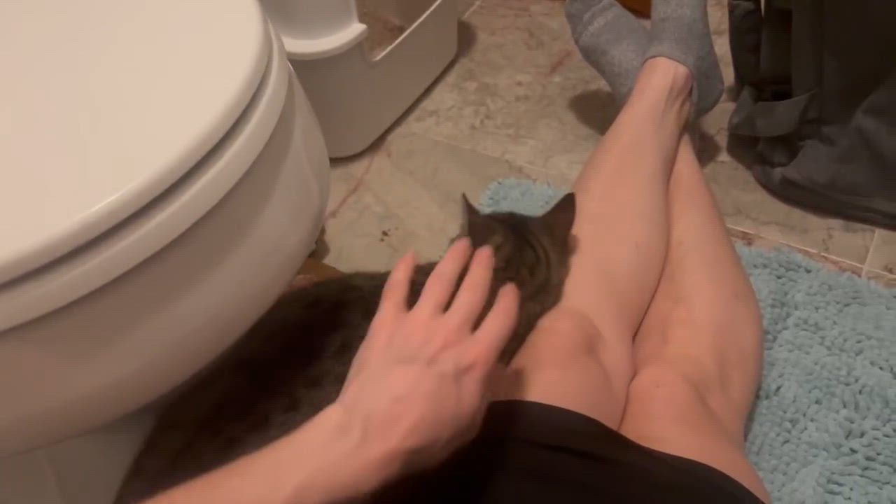 Enlarge Phantom, a ADOPTABLE mixed breed in Flushing, NY video 5/5