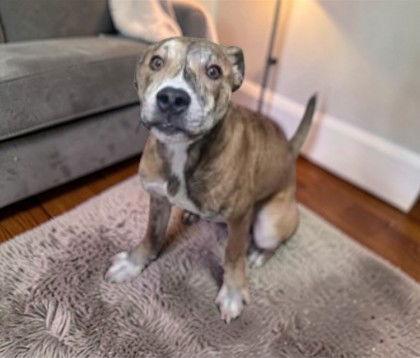 Cricket, Adoptable, Young Male Mixed Breed.