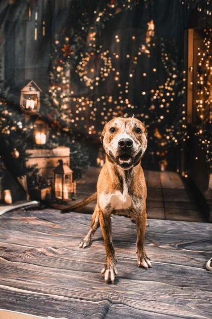 Enlarge Cricket, a Adoptable Mixed Breed in Sullivan, IN image 2/2