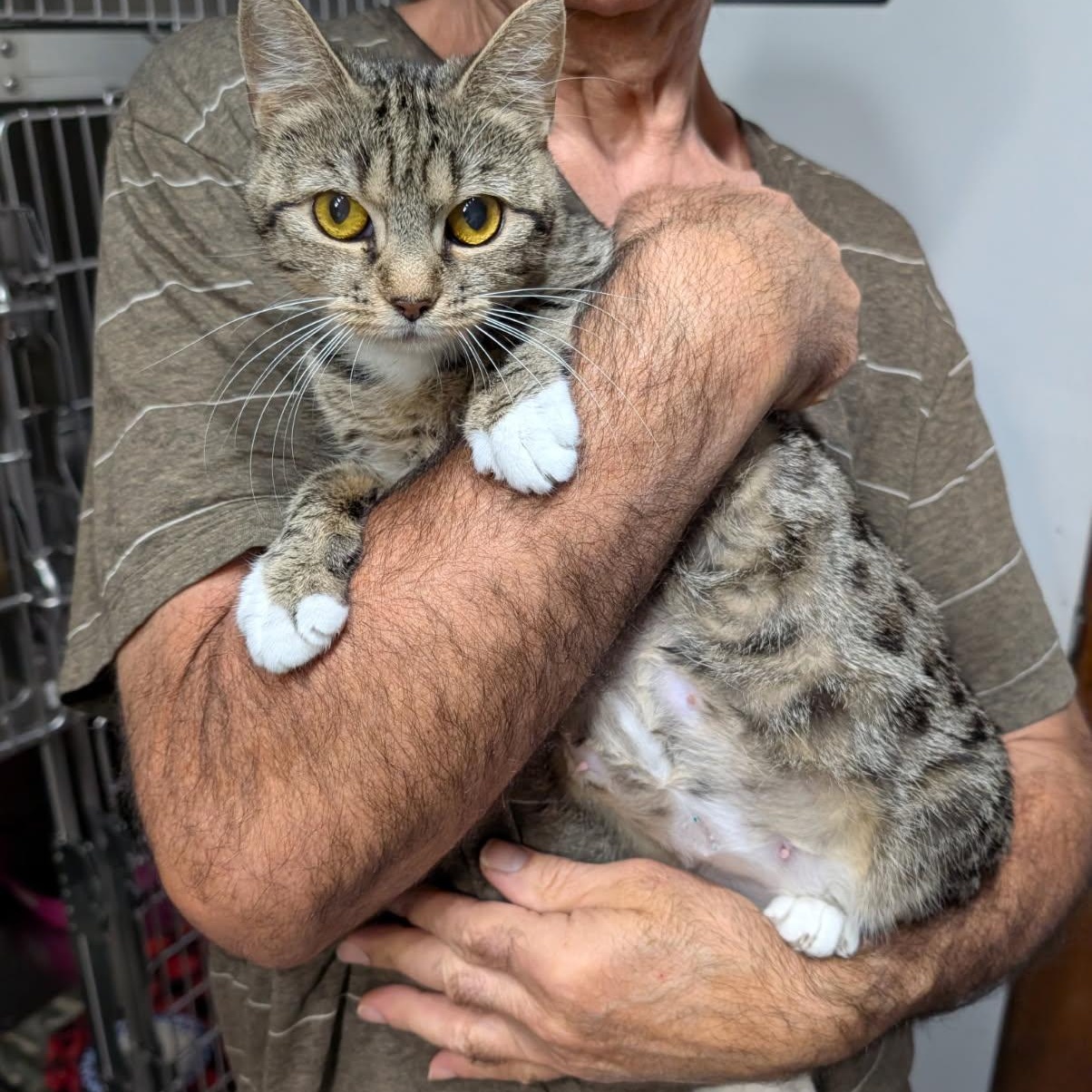 Pebbles, Adoptable, Young Female Domestic Short Hair.