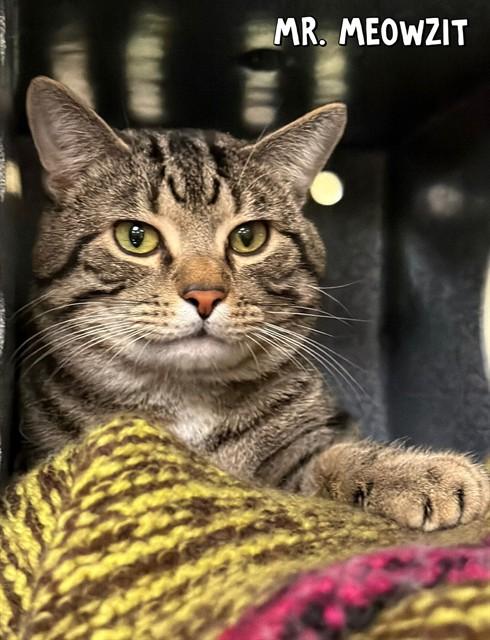 Enlarge MR.MEOWZIT, a Adoptable Domestic Short Hair in Fort Myers, FL image 1/1