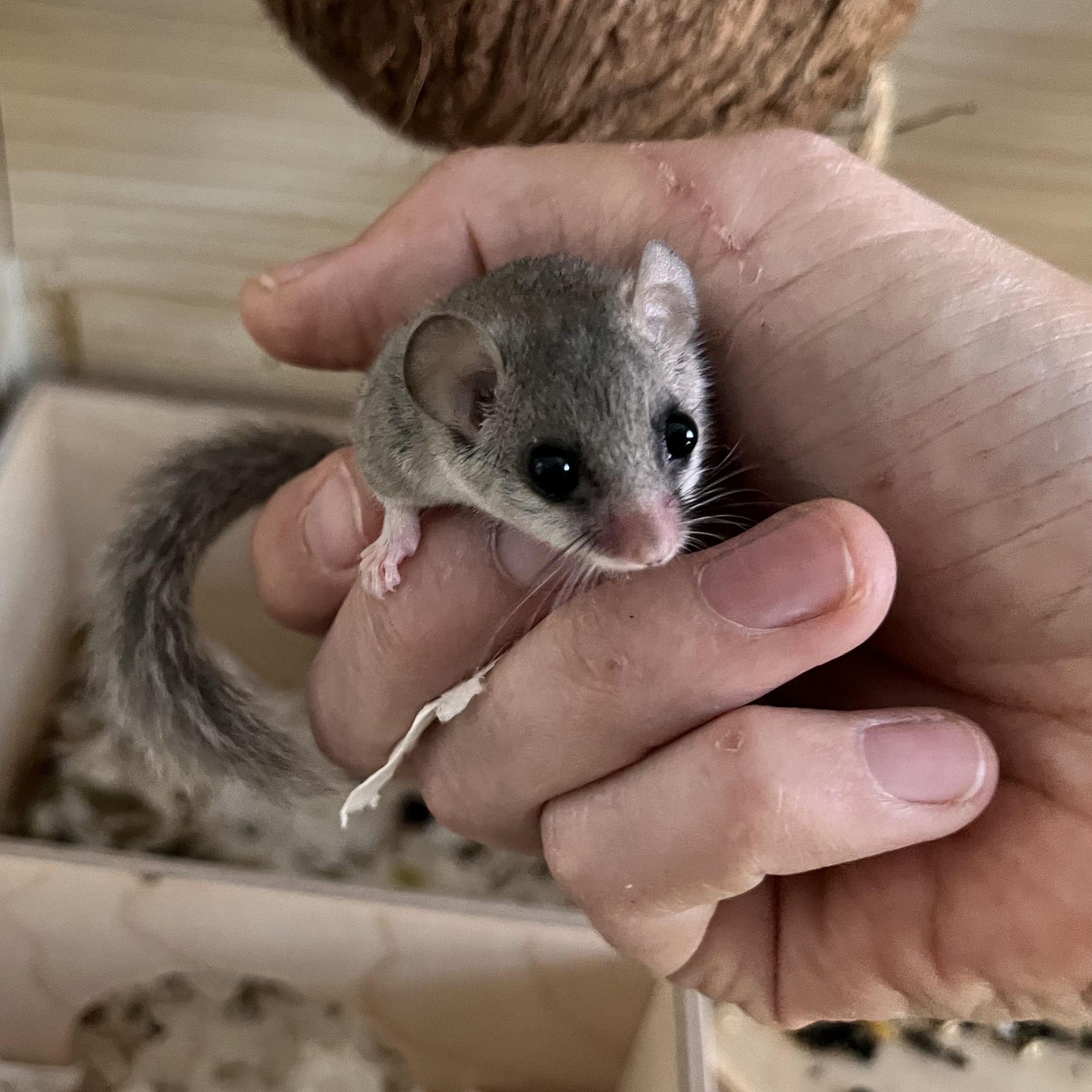 Enlarge Pair of Male Micro Squirrels, a Adoptable Mouse in CHARLOTTE, NC image 2/4