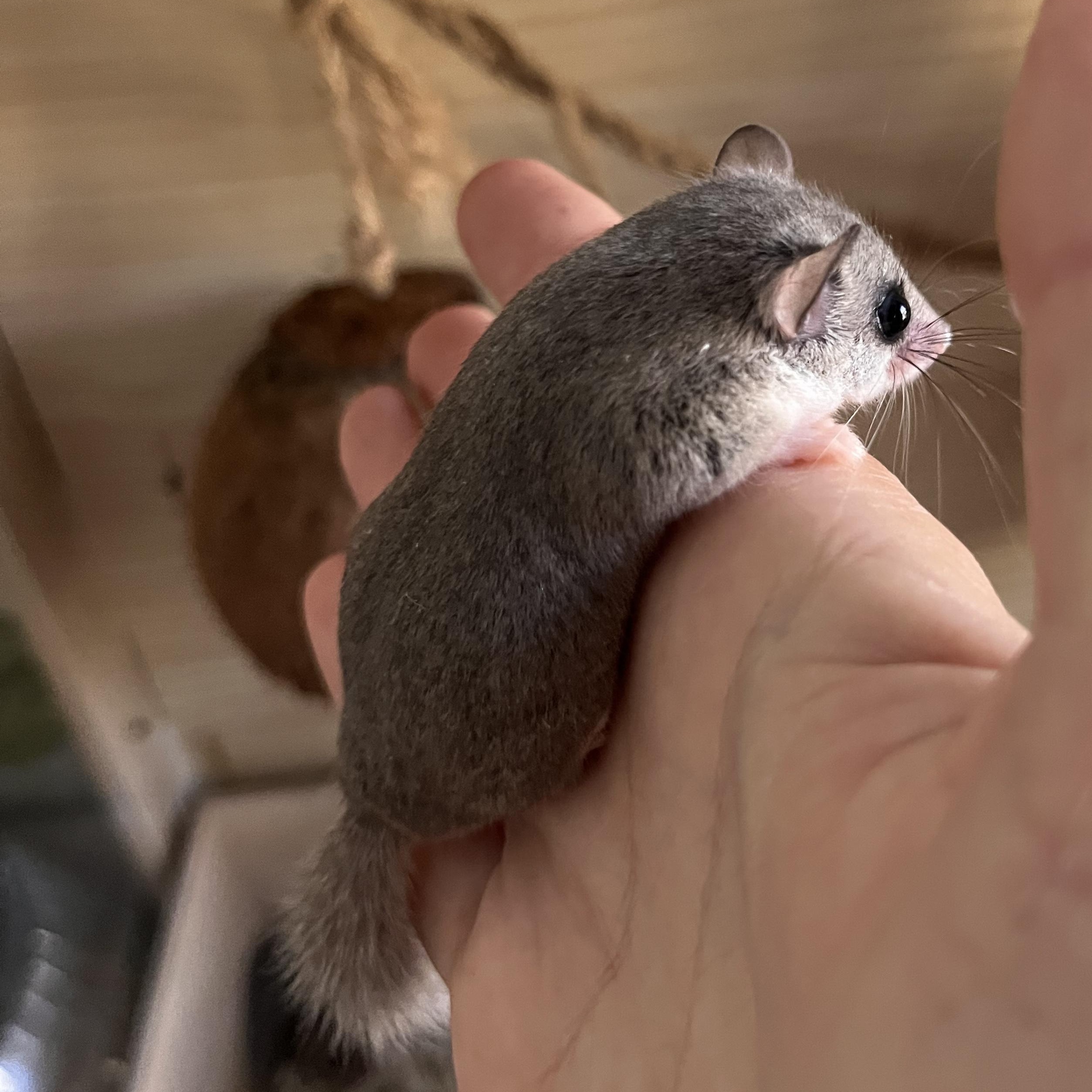Enlarge Pair of Male Micro Squirrels, a Adoptable Mouse in CHARLOTTE, NC image 3/4