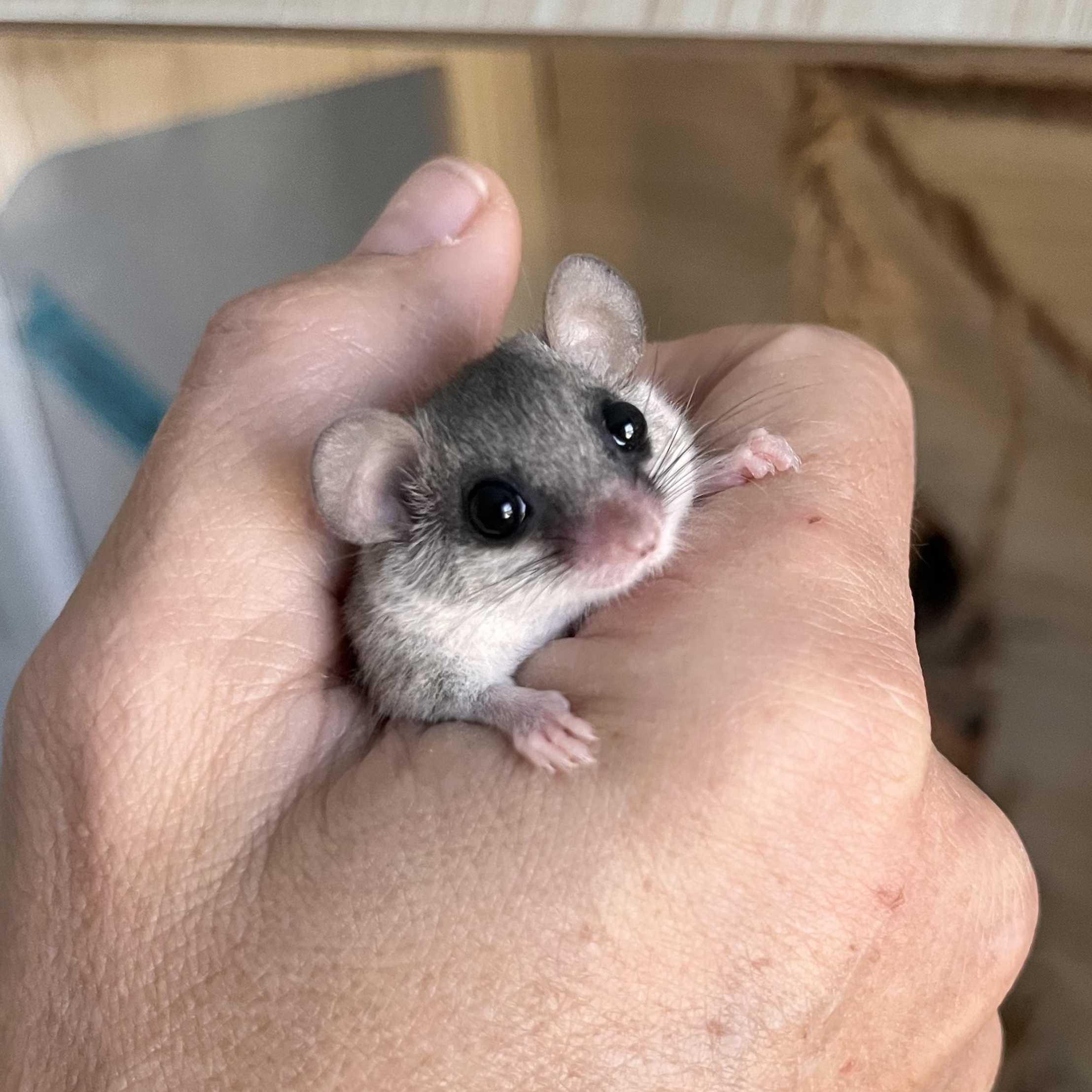 Enlarge Pair of Male Micro Squirrels, a Adoptable Mouse in CHARLOTTE, NC image 4/4
