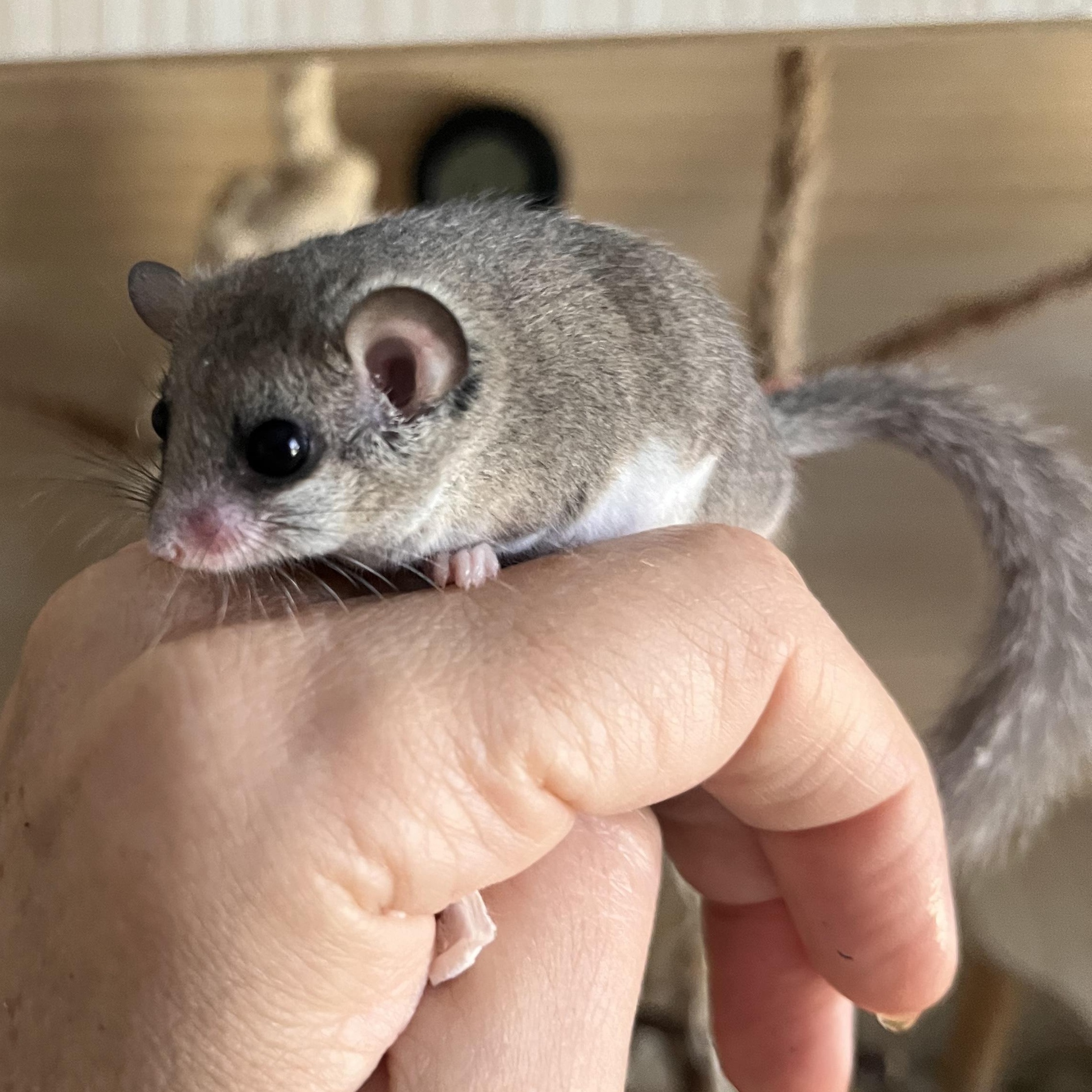 Enlarge Pair of Male Micro Squirrels, a Adoptable Mouse in CHARLOTTE, NC image 1/4