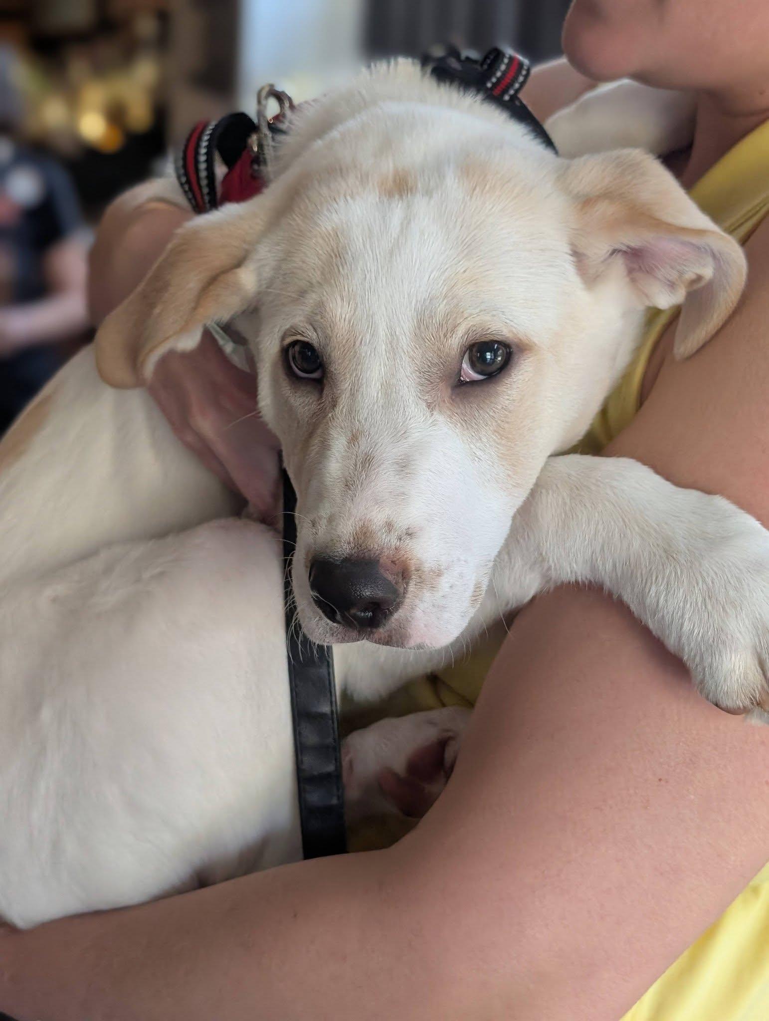 Louie - Labby Litter, Adopted, Puppy Male Labrador Retriever.