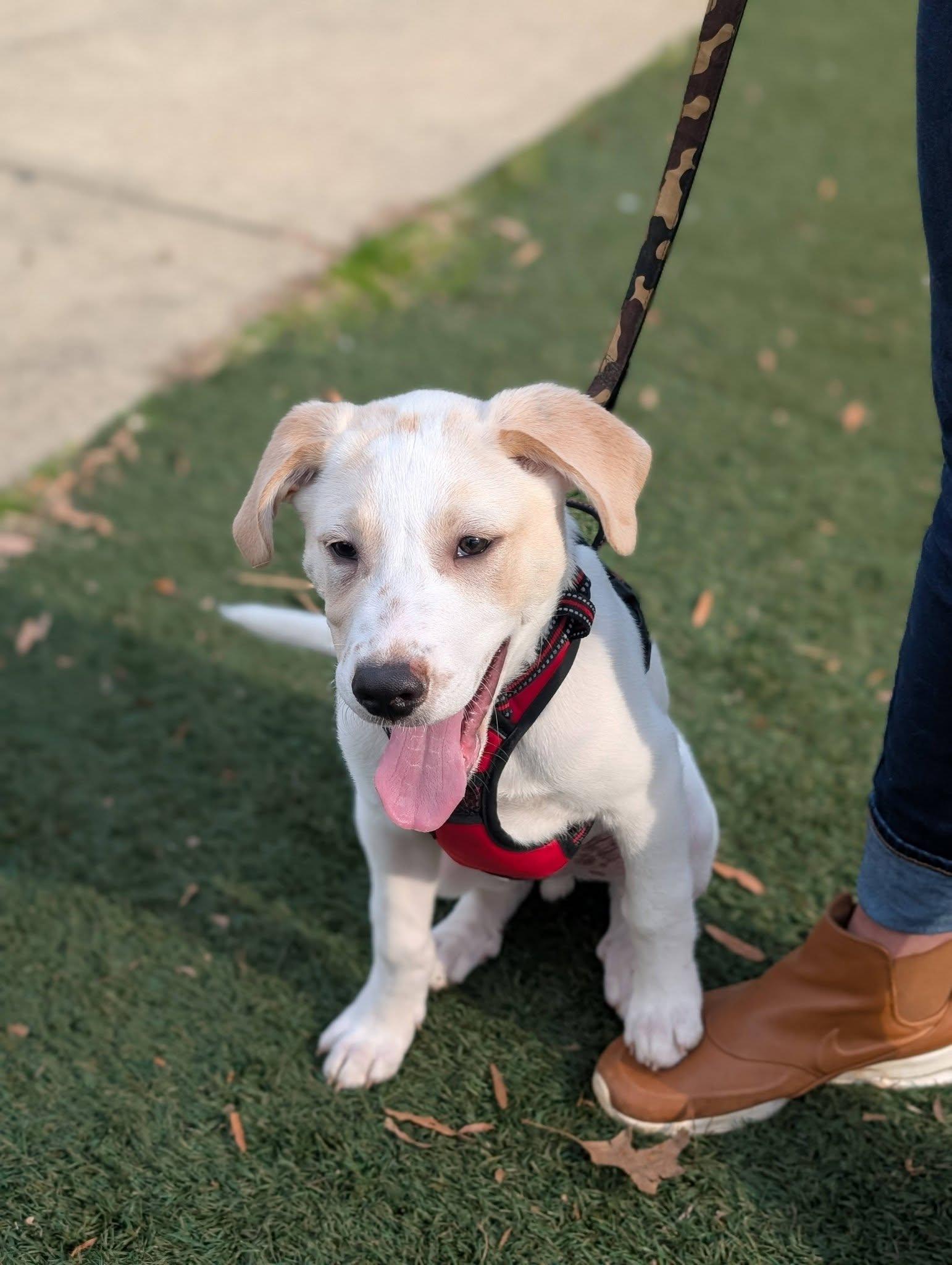 Louie - Labby Litter, a Adopted Labrador Retriever in Holly Springs, NC image 3/3