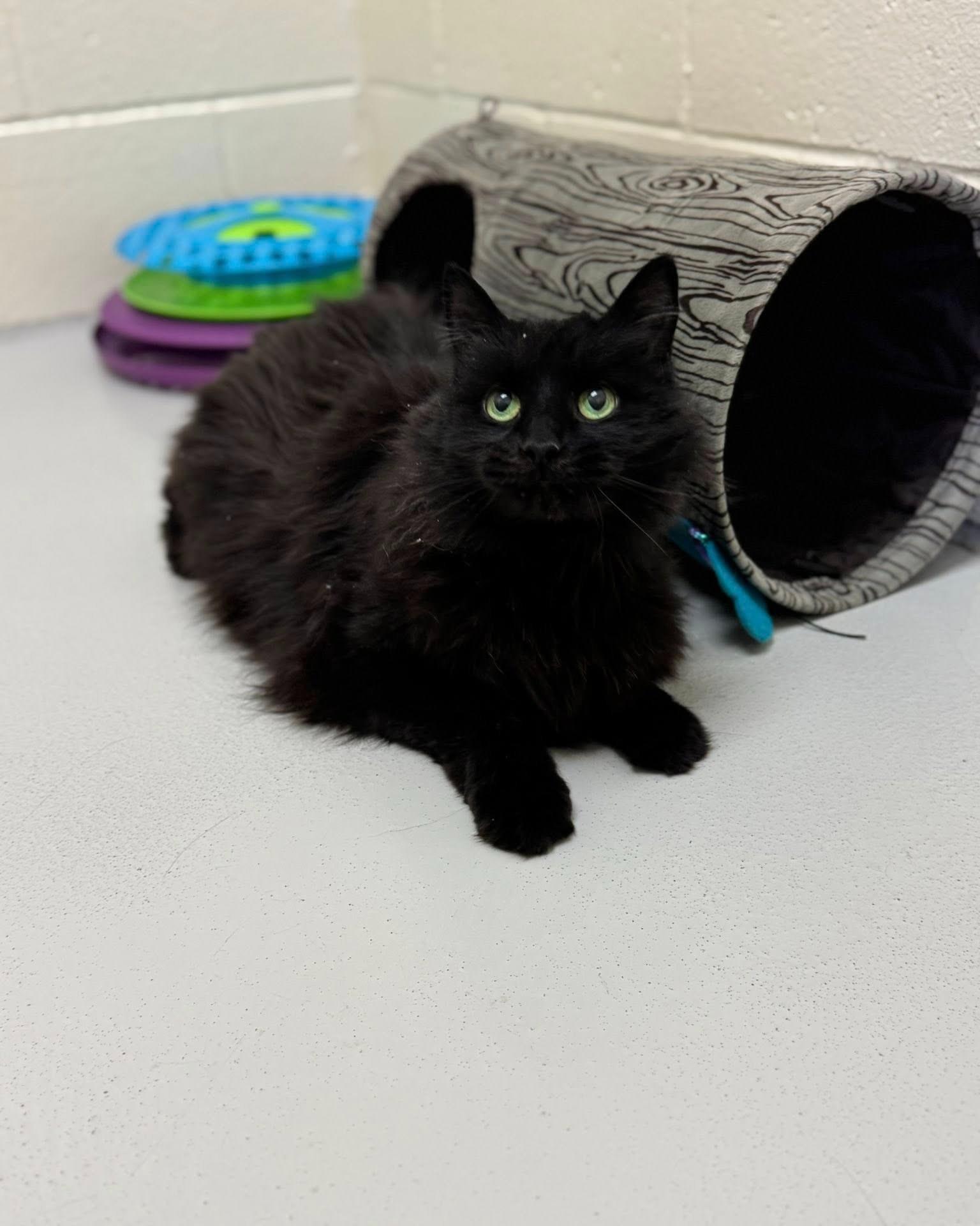 Nea, ADOPTABLE, Senior Female Domestic Long Hair.