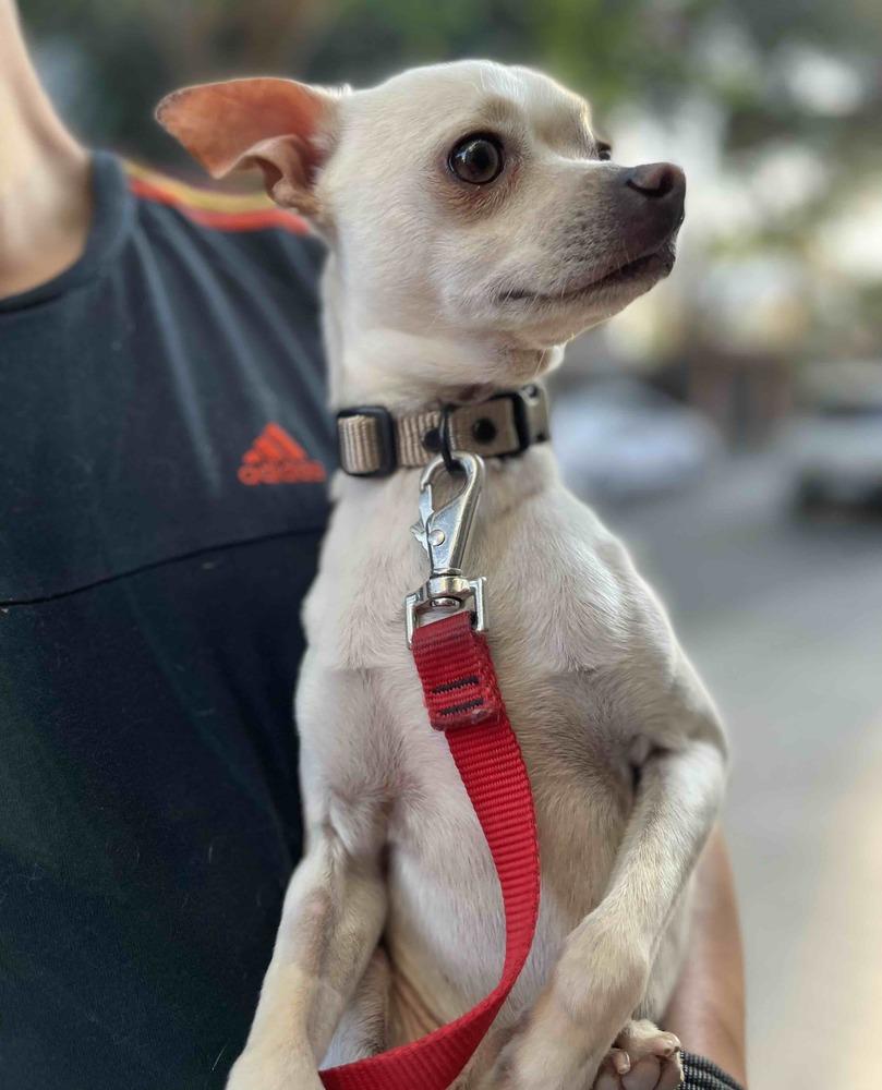 Enlarge MOY, a Adoptable mixed breed in Langley, BC image 2/6