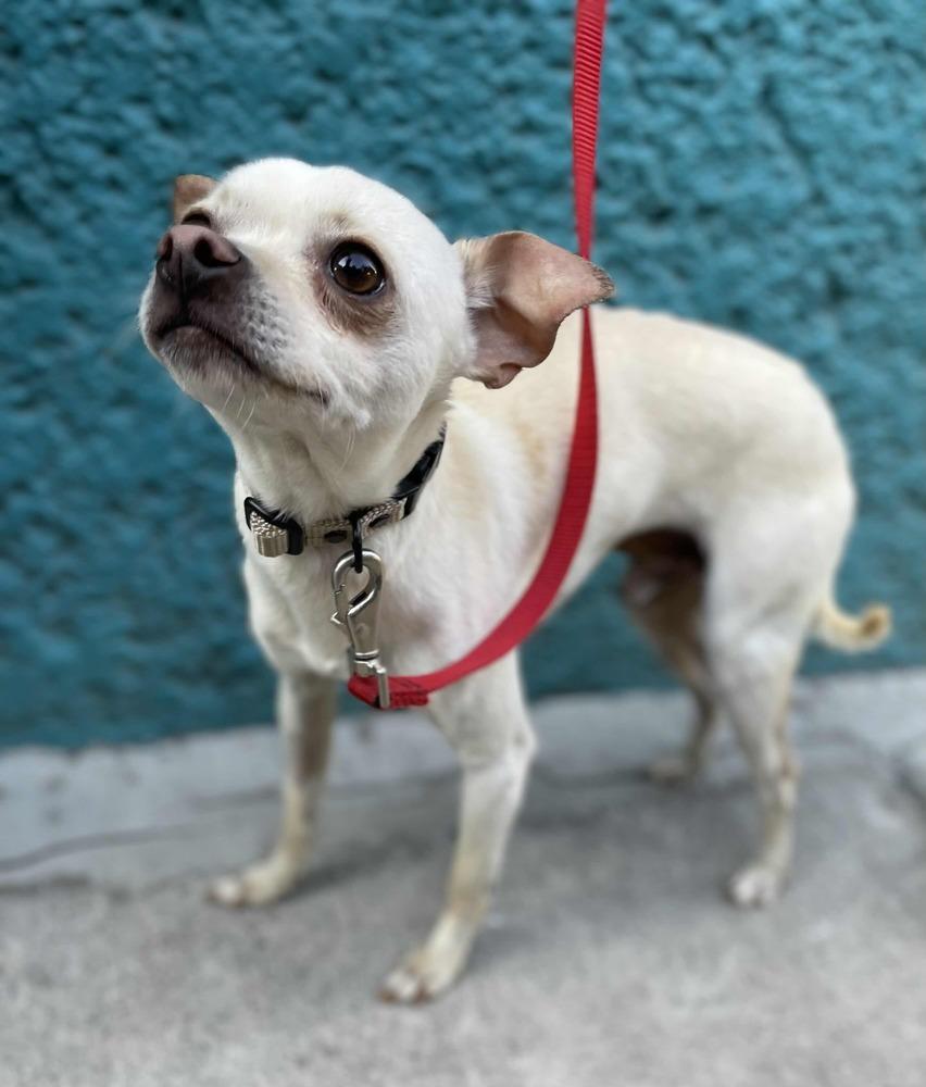 Enlarge MOY, a Adoptable mixed breed in Langley, BC image 3/6