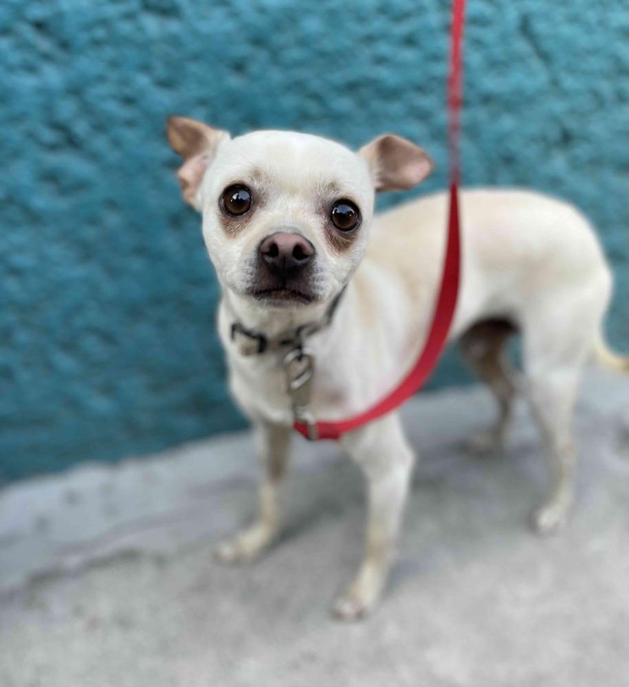 Enlarge MOY, a Adoptable mixed breed in Langley, BC image 4/6