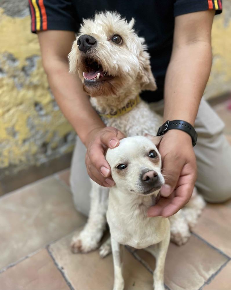 Enlarge MOY, a Adoptable mixed breed in Langley, BC image 5/6