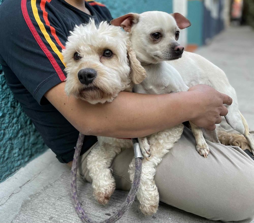 Enlarge MOY, a Adoptable mixed breed in Langley, BC image 6/6