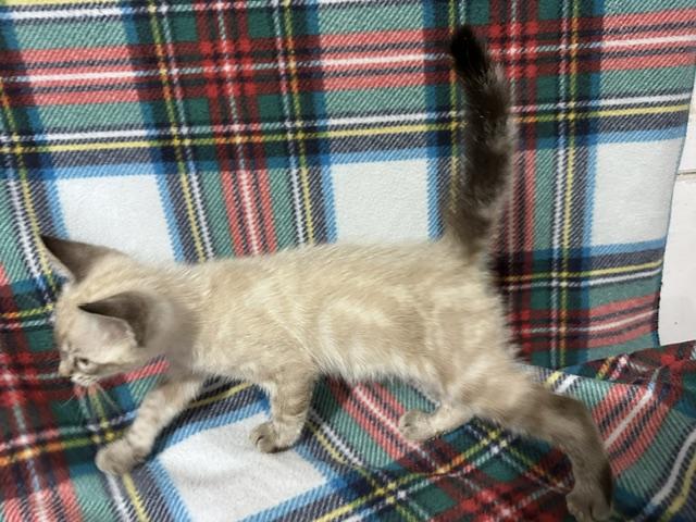Enlarge Ghost (bonded to Ghoul), a Adoptable mixed breed in Harrisburg, PA image 2/5