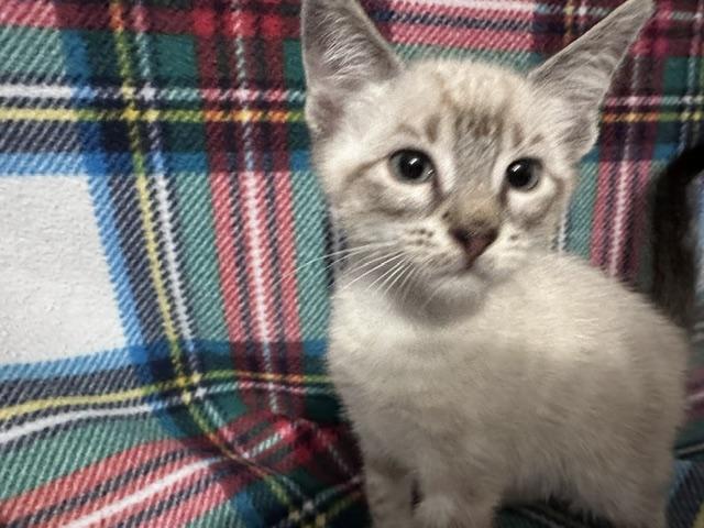 Ghost (bonded to Ghoul), Adoptable, Kitten Male Siamese & Domestic Short Hair.