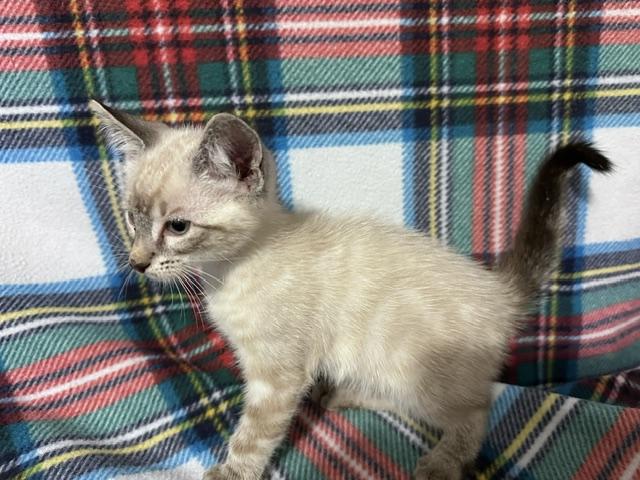 Enlarge Ghost (bonded to Ghoul), a Adoptable mixed breed in Harrisburg, PA image 4/5