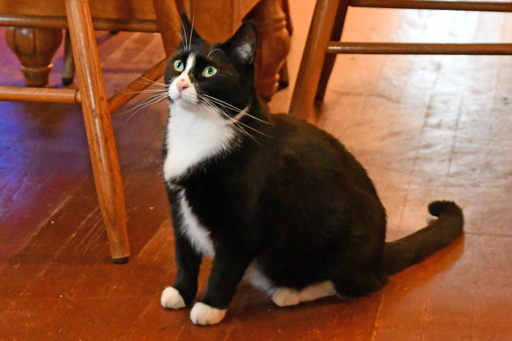 Roxie, a Adoptable American Shorthair in Johnstown, NY image 2/6